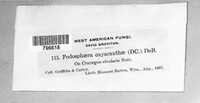 Podosphaera clandestina var. clandestina image
